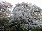 嵐山：天竜寺