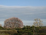 円山公園