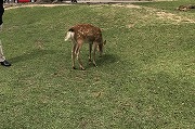 奈良公園　草もおいしよ