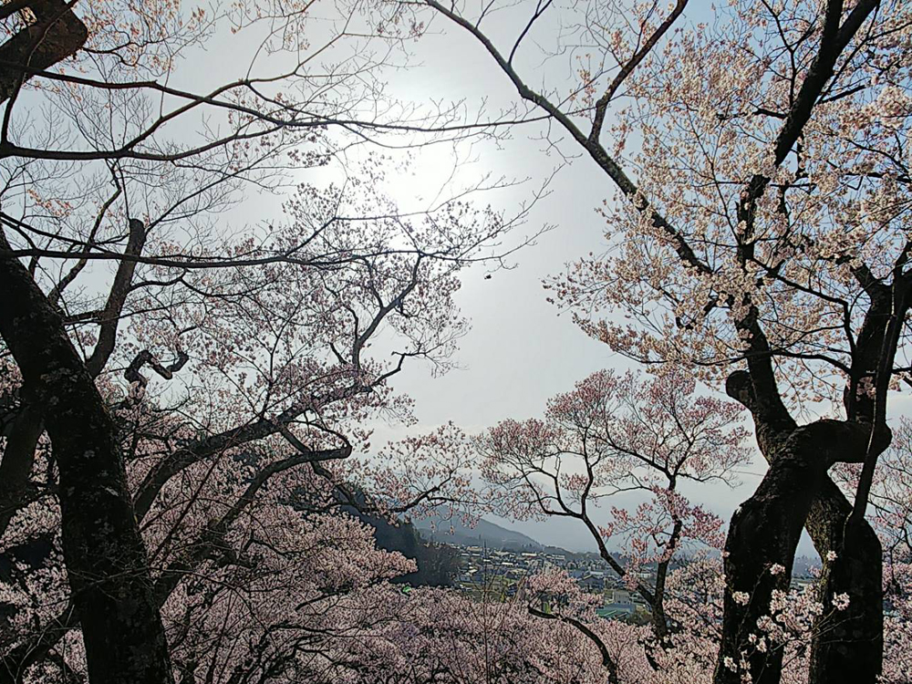 嵐山：天竜寺